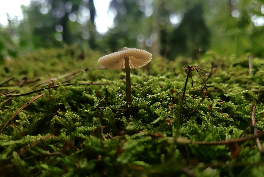 Photo Natures peculiarities