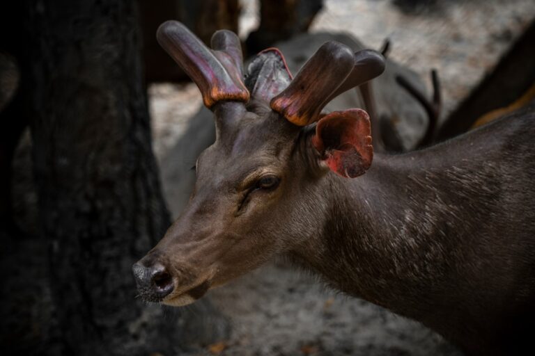 Photo mountain fauna